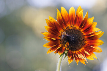 Fototapeta premium sunflower in the sun