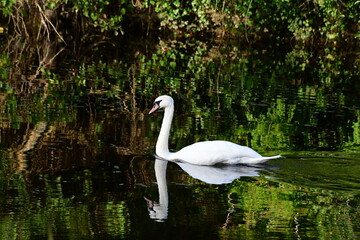Mute swan on the river Nore, Kilkenny, Ireland