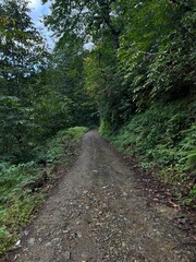 footpath in the woods