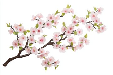 Fototapeta premium Cherry blossom branch with delicate pink flowers on a white isolated background.