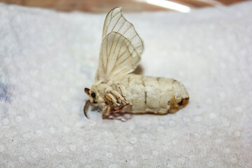 Close-up of a white silkworm moth with delicate wings, resting on a white surface. The moth's intricate patterns and delicate features are highlighted against the neutral backdrop