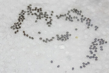 Close-up of seasoned silkworm eggs incubating on white paper, showcasing nature's intricate growth....