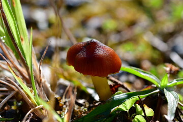 Mushrooms in the forest, macro photography. Brandon Hill, Co. Kilkenny, Ireland