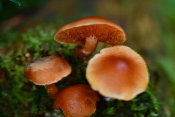 Mushrooms in the forest, macro photography. Brandon Hill, Co. Kilkenny, Ireland