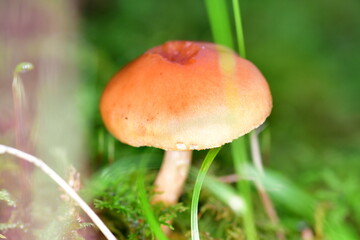 Mushrooms in the forest, macro photography. Brandon Hill, Co. Kilkenny, Ireland