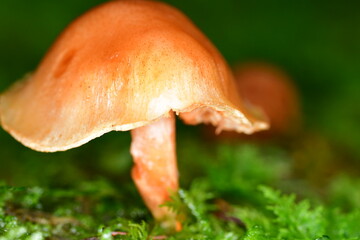 Mushrooms in the forest, macro photography. Brandon Hill, Co. Kilkenny, Ireland