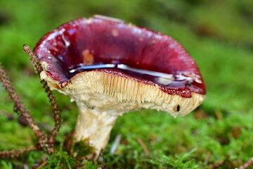 Mushrooms in the forest, macro photography. Brandon Hill, Co. Kilkenny, Ireland