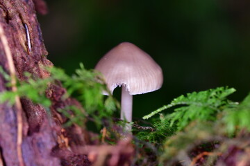 Mushrooms in the forest, macro photography. Brandon Hill, Co. Kilkenny, Ireland