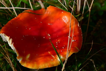 Mushrooms in the forest, macro photography. Brandon Hill, Co. Kilkenny, Ireland