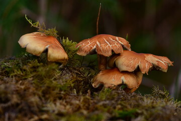 Mushrooms in the forest, macro photography. Brandon Hill, Co. Kilkenny, Ireland
