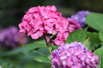 Hydrangea macrophylla. Pink blooming hydrangea, Hortensia flowers.