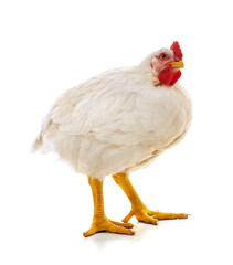 One white cock.