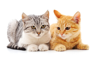 Obraz premium Two big cats.