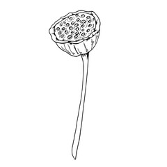 Monochrome lotus seed head with stem plant vector hand painted illustration. Black and white drawing of tropical aquatic waterlily pod full of nuts. Side view. For package, floral decor, coloring book