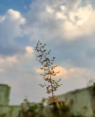 Macro photography of dried grass against cloudy sky background, nature wallpaper 