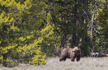 Grizzly Bear in Grand Teton National Park Wyoming in Springtime
