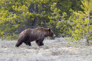Grizzly Bear in Grand Teton National Park Wyoming in Springtime