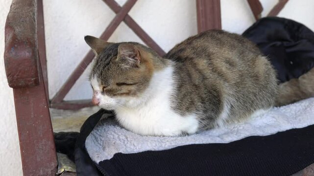 An elderly striped street cat with closed eyes sits on an old bench in outdoor. A homeless grey-white fluffy cat with ringworm on the nose rest on a bench. Stray sick animal lying on a warm mat. 4k