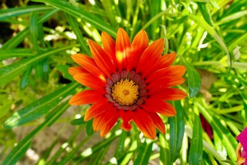 Gazania