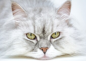 Unser Katzenmodel Shelly 
