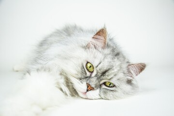 Fototapeta premium white persian cat