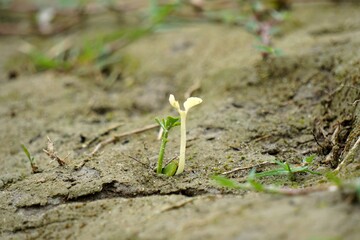 Fototapeta premium Young Green and White Plant Emerging from Soil – Nature’s Contrast of Life and Growth