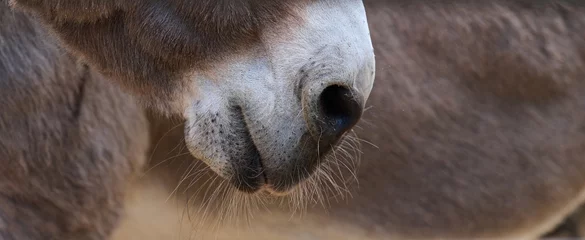 Fototapeten Esel Detail of donkey nose, selective focus. Brown fur  © nndanko