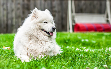 white dog on grass