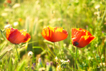 Red poppies flowers, field of red poppies