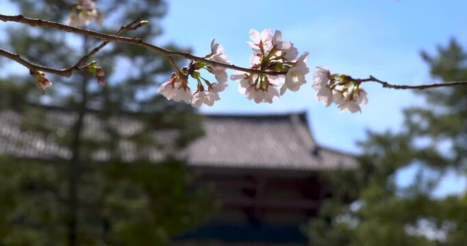 Cherry Blossoms, Japan Spring time at Nara Buddhist Temple, Slow Motion