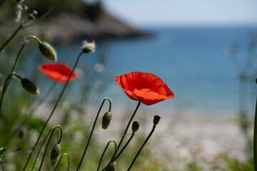 Naklejka premium Red Croatian Beach Poppy