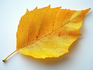A yellow tulip poplar leaf with a broad base and prominent lobes, isolated on white background 