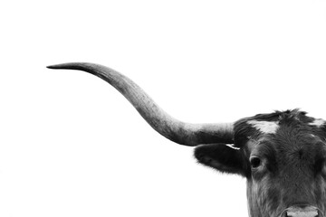 Texas longhorn cow closeup of face with large horn isolated on background in black and white for farm animal art.
