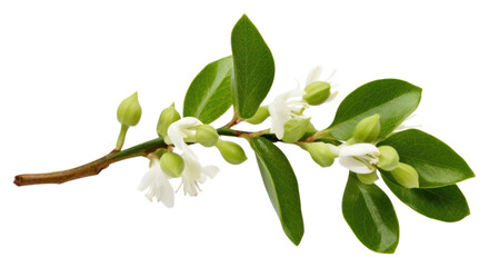 Fototapeta premium PNG Mistletoe flower blossom plant.