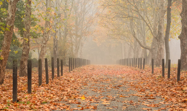 Foggy morning alley of sycamore trees strewn with dry yellow and brown leaves, row of small wooden posts, misty distance, autumn park