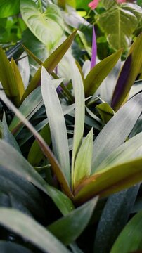 Tradescantia spathacea, a unique and beautiful ornamental plant because it has purple leaves.Oyster plant, boat lily or Moses-in-the-cradle, is a herb on Commelinaceae fami
