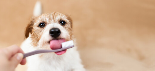 Hand giving toothbrush to a healthy dog to licking it. Pet dental care, teeth brushing banner, or background.