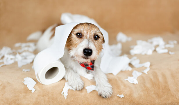 Naughty mischievous dog after chewing toilet paper. Hyperactive, active puppy training, pet mischief concept.
