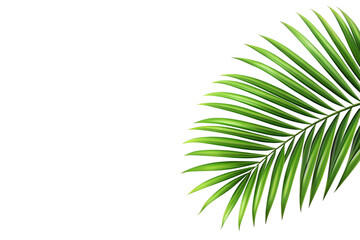 Fototapeta premium Tropical leaf isolated. 