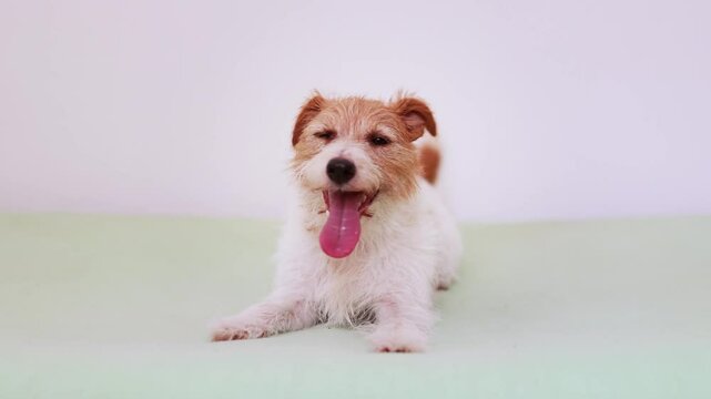 Cute happy excited jack russell terrier dog wags her tail and licking mouth, pet background