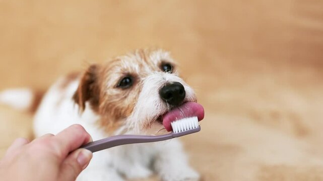 Face of a drooling dog as licking toothpaste from her toothbrush with her tongue. Pet dental health, brushing dog teeth.