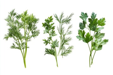 Fresh herbs arranged on a clean white surface
