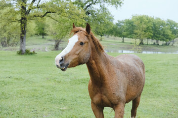 Sorrel mare horse in rainy weather in Texas spring season farm or ranch field pasture.