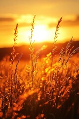 Naklejka premium A serene landscape with the sun setting behind a lush green field, perfect for outdoor or nature-inspired designs