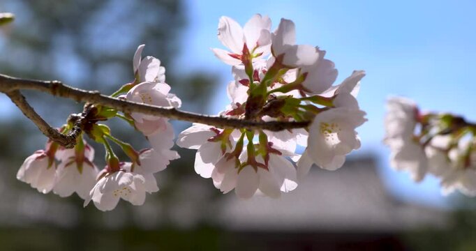 Cherry Blossoms, Japan Spring time at Nara Buddhist Temple, Slow Motion