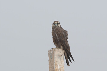 laggar falcon or Falco jugger or lugger falcon at Jorbeer in Rajasthan, India
