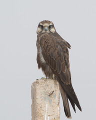 laggar falcon or Falco jugger or lugger falcon at Jorbeer in Rajasthan, India
