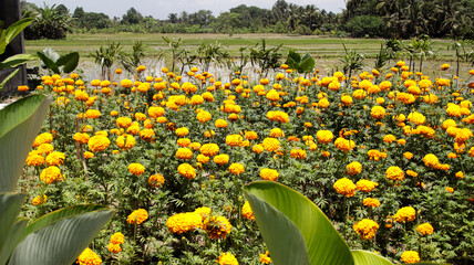 Obraz premium Vibrant yellow marigold flowers blooming in a rural field under a sunny sky with lush green rice paddies in the background creating a picturesque agricultural landscape