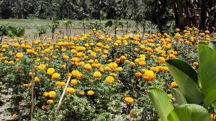 Vibrant yellow marigold flowers blooming in a rural field under a sunny sky with lush green rice paddies in the background creating a picturesque agricultural landscape