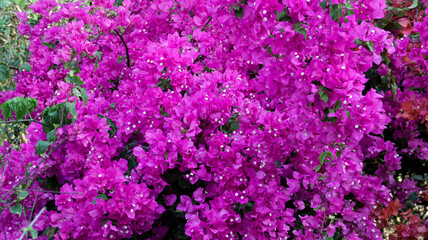 Bright vibrant pink bougainvillea flowers in full bloom outdoors against green foliage in a garden...